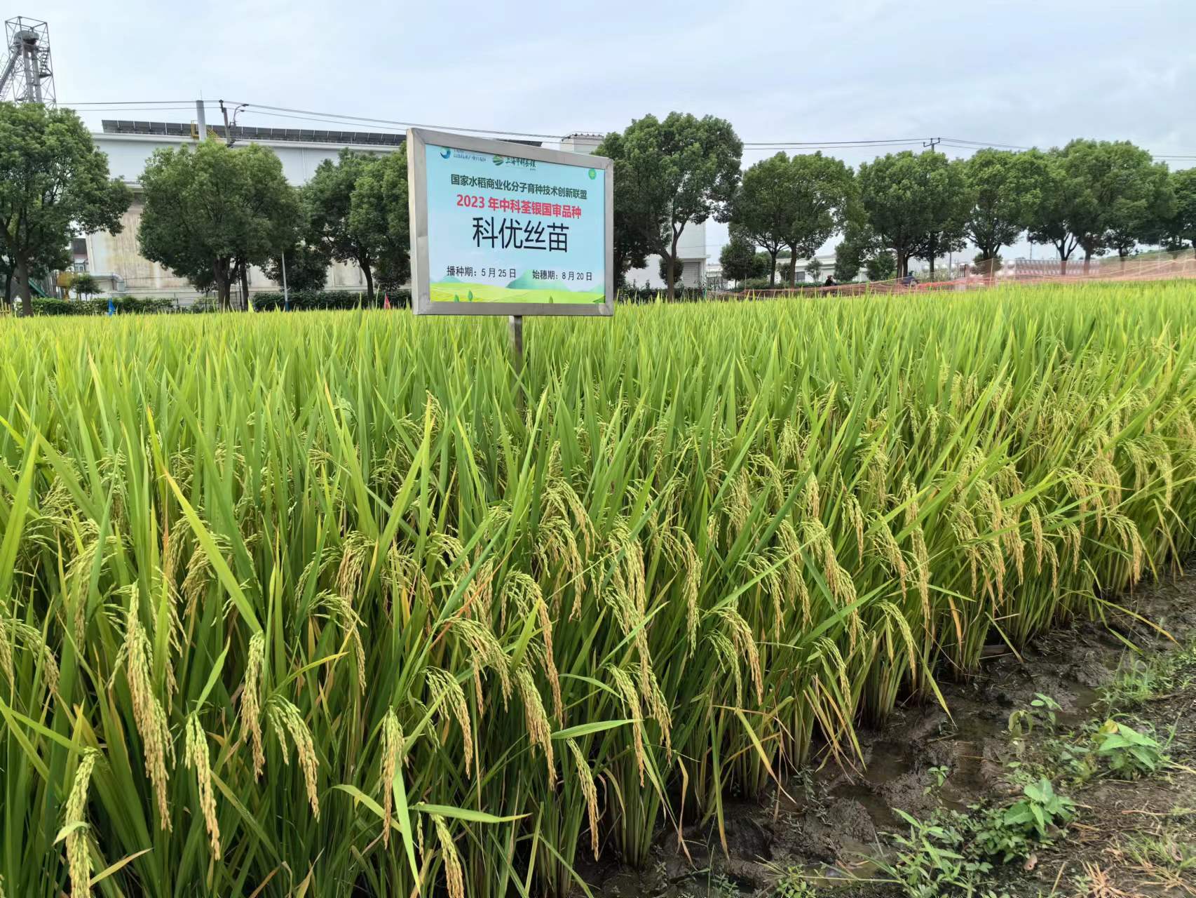 科優(yōu)絲苗-3.jpg 科優(yōu)絲苗-3.jpg